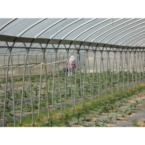 Quality Film Surface Material Multi-Span Agricultural Greenhouses IGreen Greenhouse for sale
