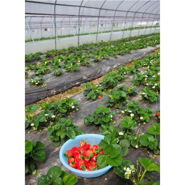 Customized Size Film Cover The Ultimate Solution for Agricultural Stretch Film Roll