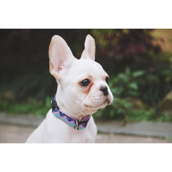 Heavy Duty Long Retractable Dog Leash Collar 26ft For Large Dogs