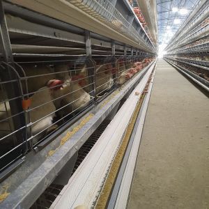 Quality Soncap 3-8tiers Poultry Battery Layer Chicken Cage Hopper Feeding for sale