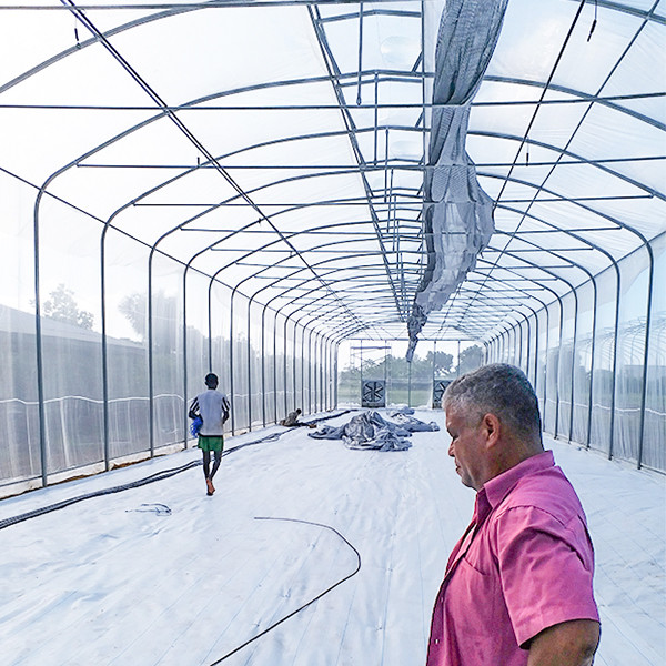 Wind Resistant No Welding Single Span Greenhouse With Umbrella Shape Roof 60mm Columns