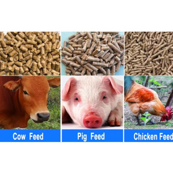 380V 90kg/h Cattle Feed Pellet Making Machine For Farm
