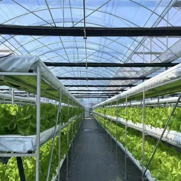 Multi-Span Plastic Tunnel Film Greenhouse