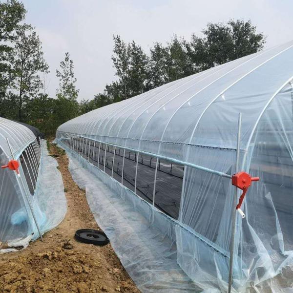 Single Span Greenhouse Simple Frame Poly Tunnel Film Greenhouse For Agricultural