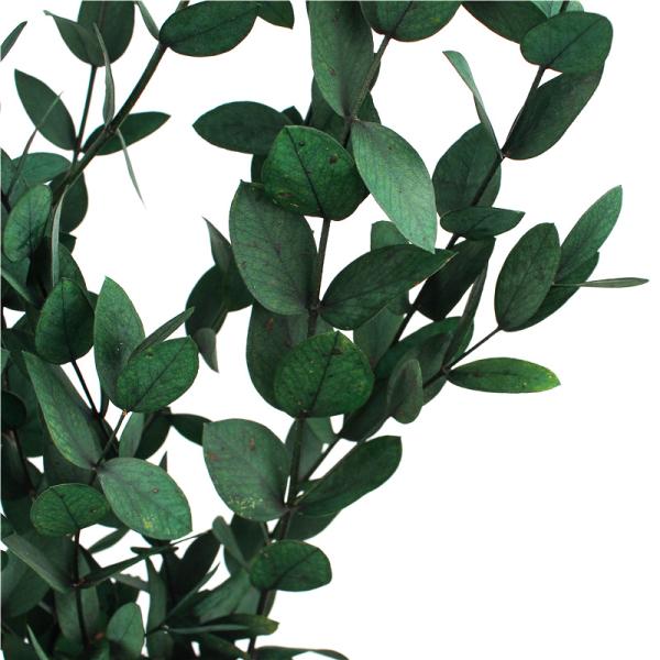 Artificial Dried Eucalyptus Plant , Preserved Silver Dollar Eucalyptus