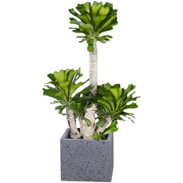 Anti Aging Artificial Succulent Plant Home Interior Landscape Set Pieces Potted