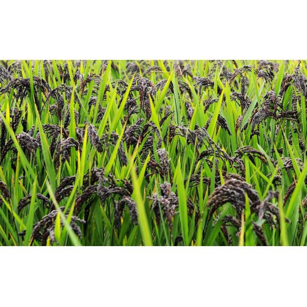 Intelligent CCD Nir Sensor Black Rice Sorter For Rice Mill Grading Processing Rice