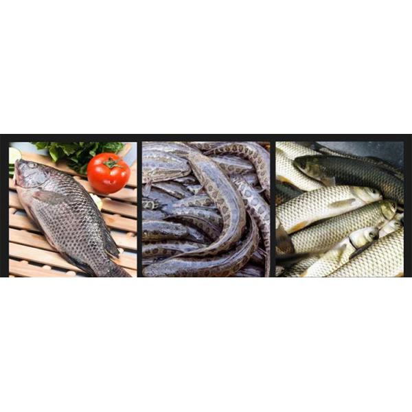 Automatic Commercial Fish Cleaning And Cutting Machine Scale Removing Machine