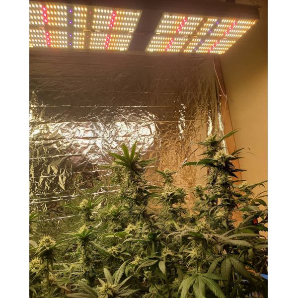 Sunlike Full Spectrum Greenhouse Grow Lamps Quantum Board LM301H 240W V4