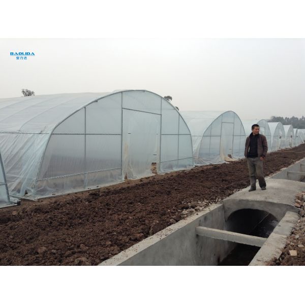 Large Commercial Tunnel Greenhouse Agricultural 150 Micron Covering Material