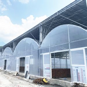 Quality Commercial Poly Tunnel Agricultural Multi-span Plastic Film Greenhouse for sale