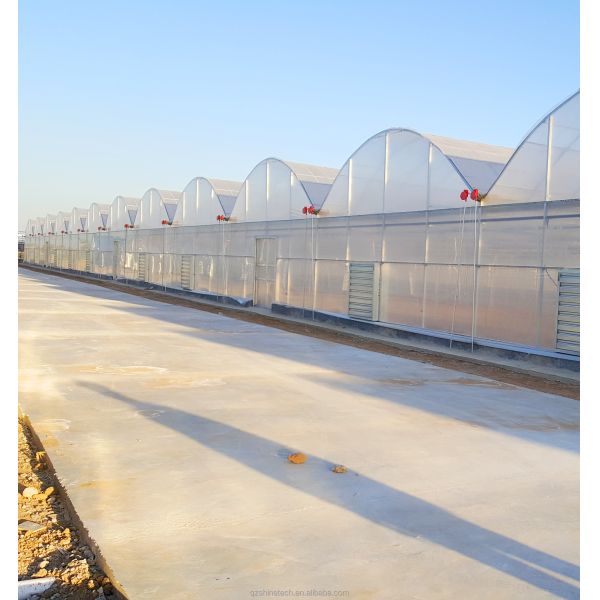 8m Span Width Multi Span Agricultural Commercial Tomato Greenhouse with Cooling System