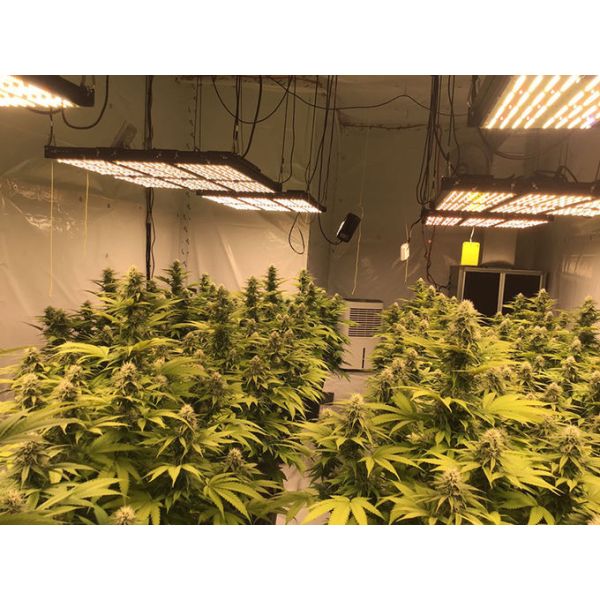 BAVAGREEN 720W Samsung LED Grow Light  red uv ir Full Spectrum  lm301h quanutm board 8