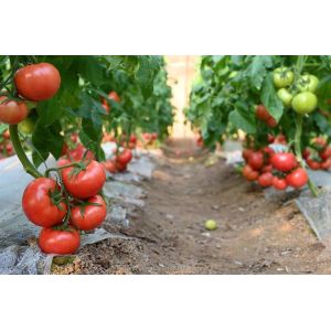 Film Covered Single Span Agricultural Greenhouse For Hydroponic Crop Cultivation