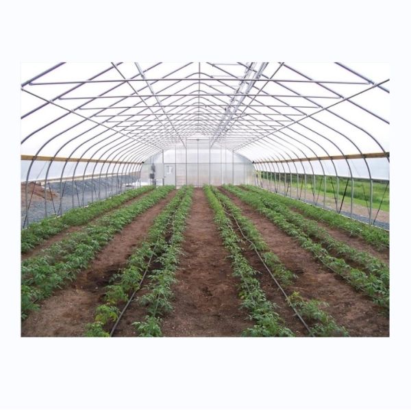 Cucumber Farming Small Agricultural Tunnel Greenhouse with Galvanized Steel