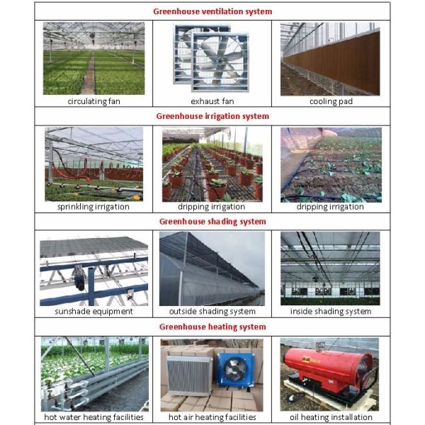 Customized Multi-span Vegetable Grow Tunnel Greenhouse for Vegetable Cultivation