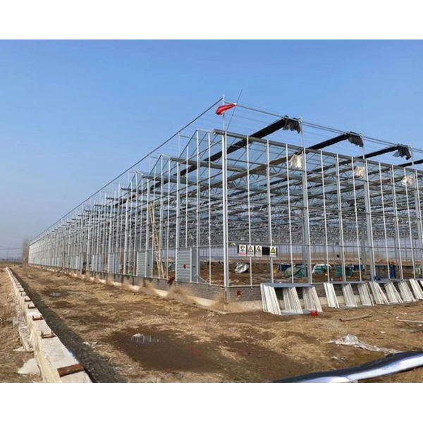 8m 9.6m 12m Span Width Agriculture Greenhouse For Hybrid Tomato Seeds And Vegetables