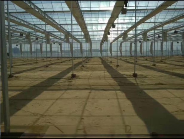 8m Span Width Multi Span Agricultural Commercial Tomato Greenhouse with Cooling System