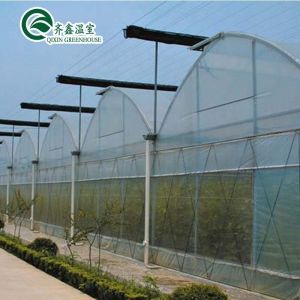 Plastic Film Covered Polytunnel Greenhouse with Hydroponic System and Ventilatio