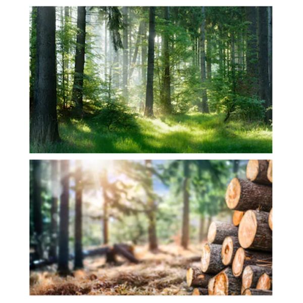 44.5cm Solid Wood Coat Hangers