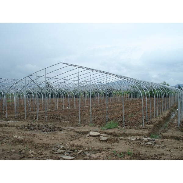 3.3m Height Metal Frame Greenhouse 300sqm Customization For Strawberry