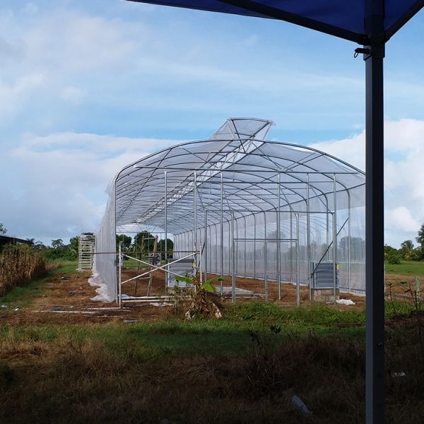150 Micron Single Span Greenhouse Plastic Film Greenhouse Natural Ventilation Umbrella Roof Vent