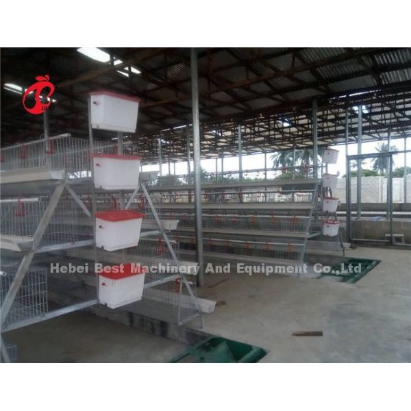Automatic Drinker Feeder Poultry Chicken Cages 10000 Egg Layer Ada