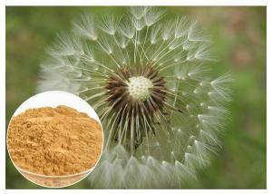 China Brown powder Natural Anti Inflammatory Supplements Extracted from Dandelion Root on sale