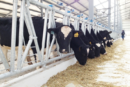 Strong Advantage Welded Stainless Steel Cow Feeding Freestand Divider with Painted