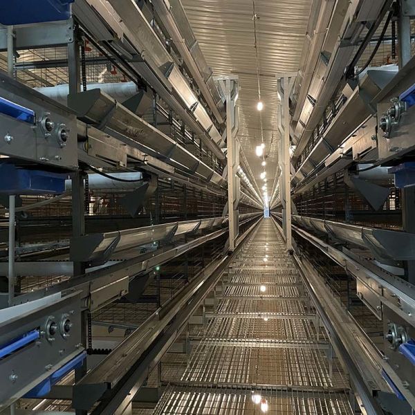 24.5in Width Egg Laying Chicken Cage 10 Birds / Cage Hopper Feeding