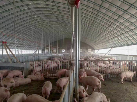 Source Factory 50 Inch Pig Pen Using Poultry Exhaust Fan Poultry Fan Poultry Farm Ventilation Fans for Sale