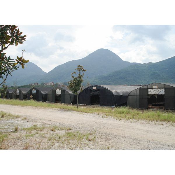 Temperature Control Outdoor Mushroom Greenhouse Pest Prevention With Film Shade Net