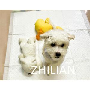 Pet Pad Training Pad Puppy Pad Machine 170 m / min